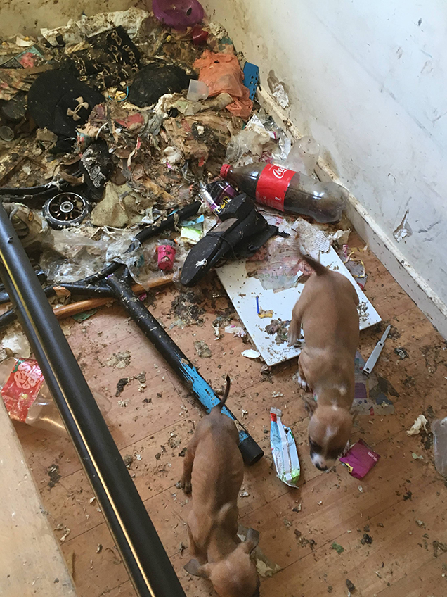 puppies amongst rubbish on the floor